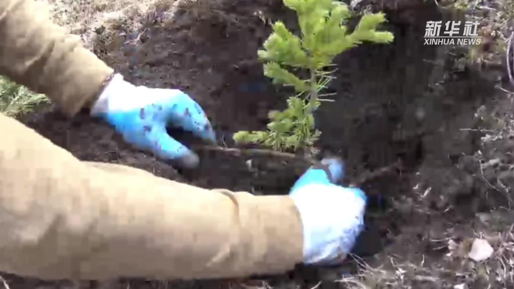 青海玛可河林区:加强生态保护,创新绿色发展新路径