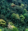 青海省持續(xù)開展大規(guī)模造林，國土綠化面積進一步擴大，省東部地區(qū)森林覆蓋率達32%高于全國平均水平