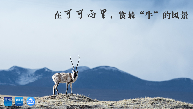 三江源慢直播丨在可可西里，賞最“牛”的美景
